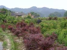 美彩国际·(中国区) - 官网